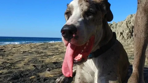 Great Dane on Beach Slow Motion Stock Footage 85822904