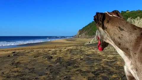 Great Dane at beach watching waves Slow Motion Video stock 85249036