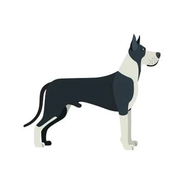 Great Dane dog breed - on white background. Illustrazione stock