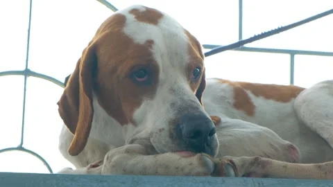 Great dane dog. great dane purebreed dog resting after play Stock Footage 342811536