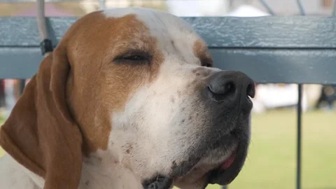 Great dane dog. great dane purebreed dog resting after play Stock Footage 342812061