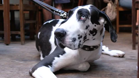 GREAT DANE DOG THAT HAS BLUE AND BROWN EYES COLOR  LOOKING UPSET Stock Footage 130262908