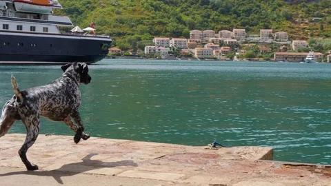 Great dane dog runs down quay and jumps into the sea water with a big splash 스톡 동영상 83122496