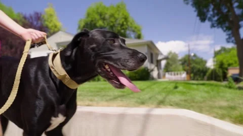 Great Dane dog taking a walk in the neighborhood Stock Footage 283505313