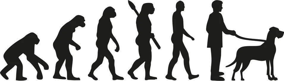 Great dane evolution Illustrazione stock