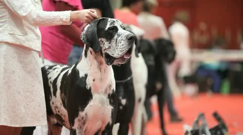 Great Dane Stock Footage 10981009