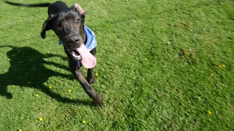 Great Dane Stock Footage 39953280