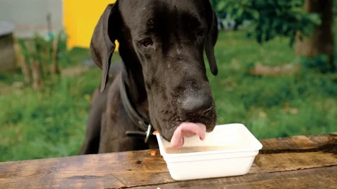 Great Dane Stock Footage 115460944