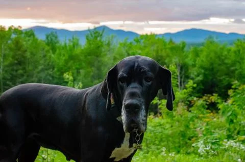 Great Dane in front of mountain sunset Stock Photos