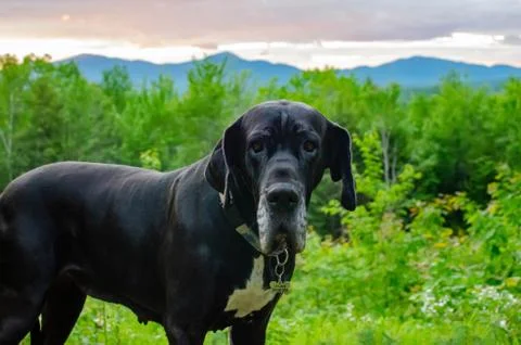 Great Dane in front of mountain sunset Stock Photos