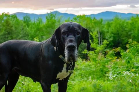 Great Dane in front of mountain sunset Stock Photos