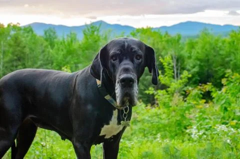 Great Dane in front of mountain sunset Stock Photos
