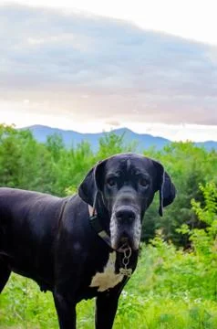 Great Dane in front of mountain sunset Stock Photos