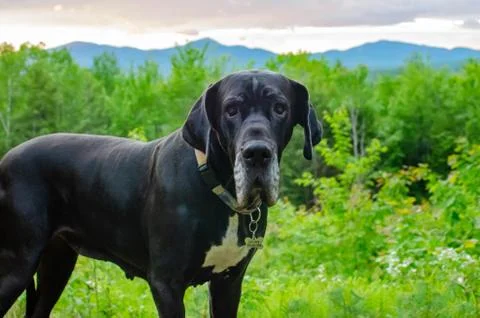 Great Dane in front of mountain sunset Stock Photos