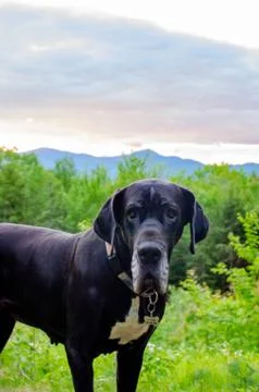 Great Dane in front of mountain sunset Stock Photos