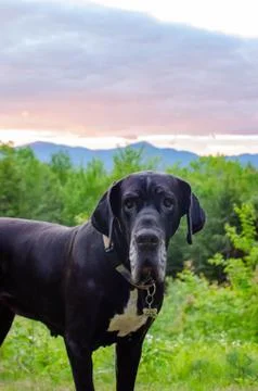 Great Dane in front of mountain sunset Stock Photos