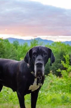 Great Dane in front of mountain sunset Stock Photos