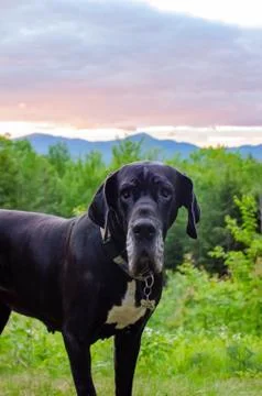Great Dane in front of mountain sunset Stock Photos