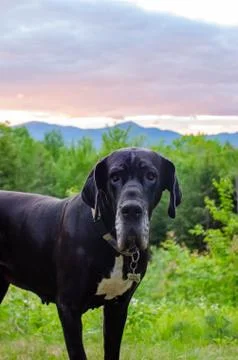 Great Dane in front of mountain sunset Stock Photos
