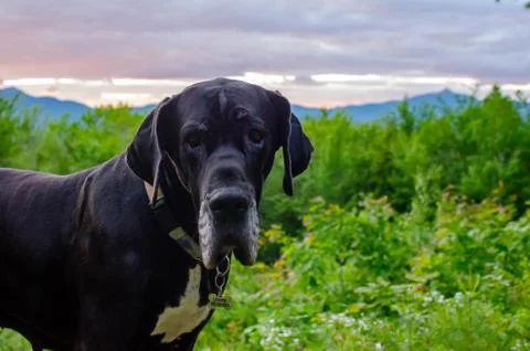 Great Dane in front of mountain sunset Stock Photos