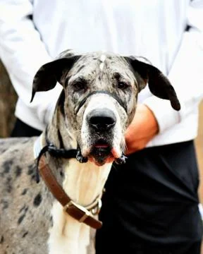 Great Dane Having Fun Stock Photos