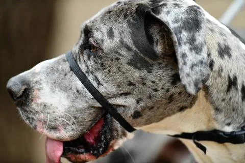 Great Dane Having Fun Stock Photos