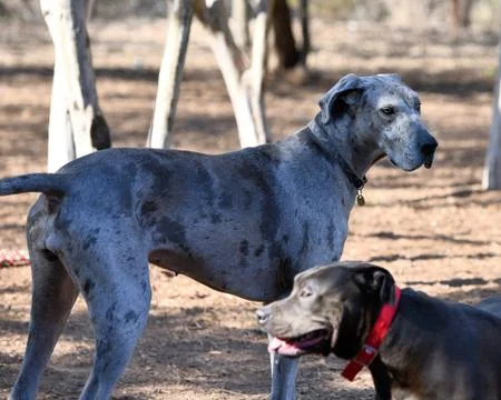 Great Dane Having Fun Stock Photos