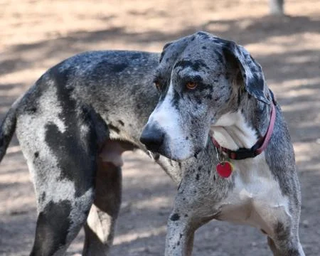 Great Dane Having Fun Stock Photos