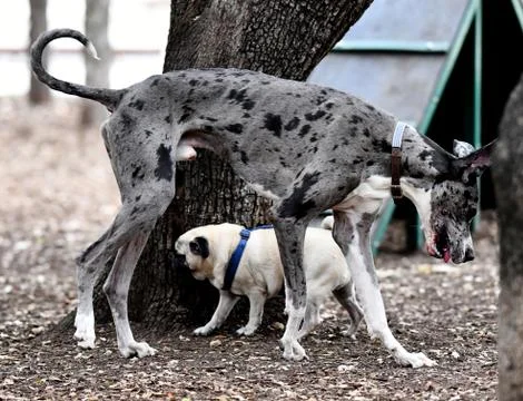 Great Dane Having Fun Stock Photos