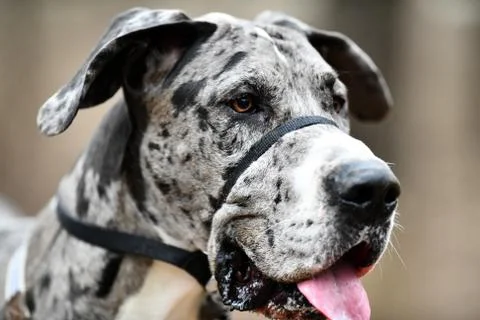 Great Dane Having Fun Stock Photos