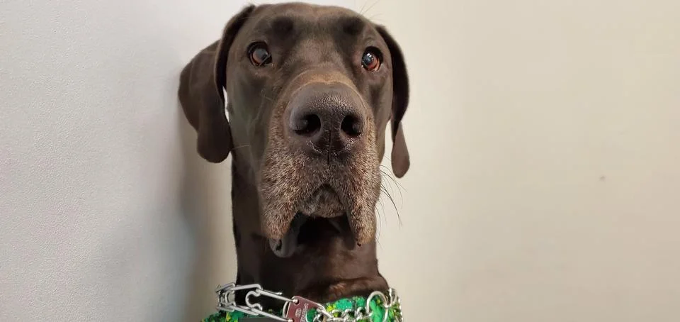Great Dane looking at camera Stock Photos