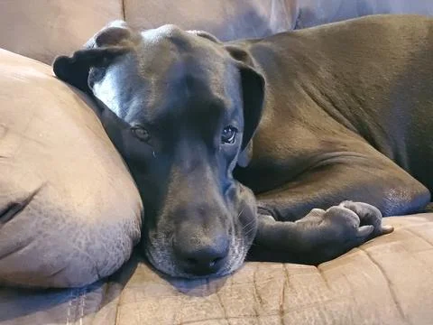 Great Dane looking at camera Stock Photos