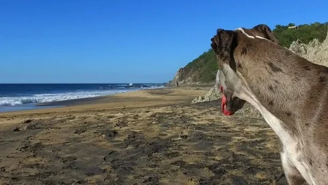 Great Dane looking down Beach slow motion Stock Footage 85822959