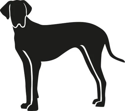 Great dane looking at you Stock Illustration