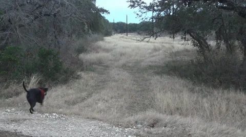 Great Dane Mixture Exploring Stock Footage 34377319