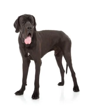 Great dane Stock Photos