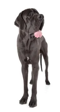 Great dane Stock Photos