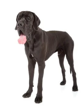 Great dane Stock Photos