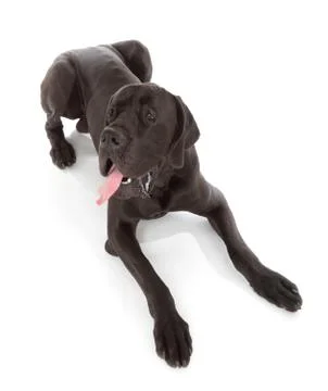 Great dane Stock Photos