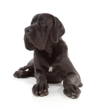Great dane Stock Photos