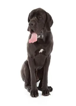 Great dane Stock Photos