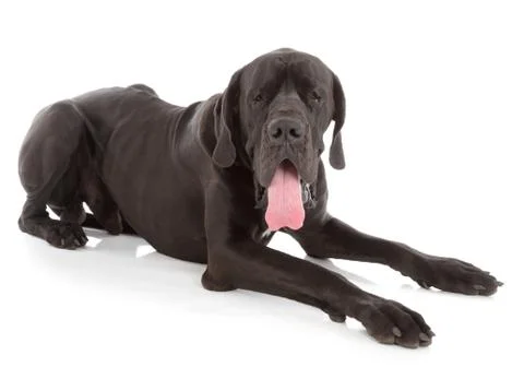 Great dane Stock Photos