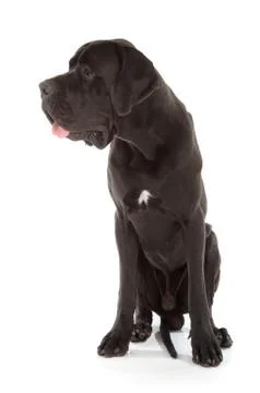 Great dane Stock Photos