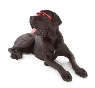 Great dane Stock Photos