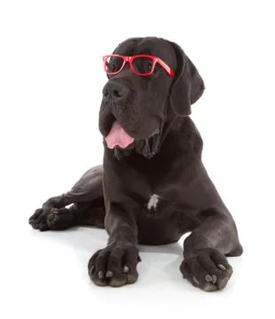 Great dane Stock Photos