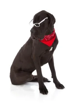 Great dane Stock Photos