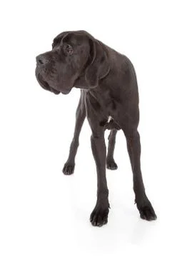 Great dane Stock-Fotos