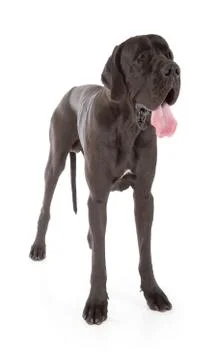Great dane Stock Photos
