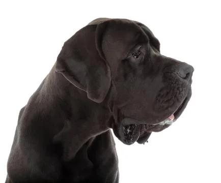 Great dane Stock Photos