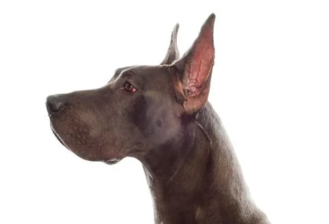 Great dane Stock Photos